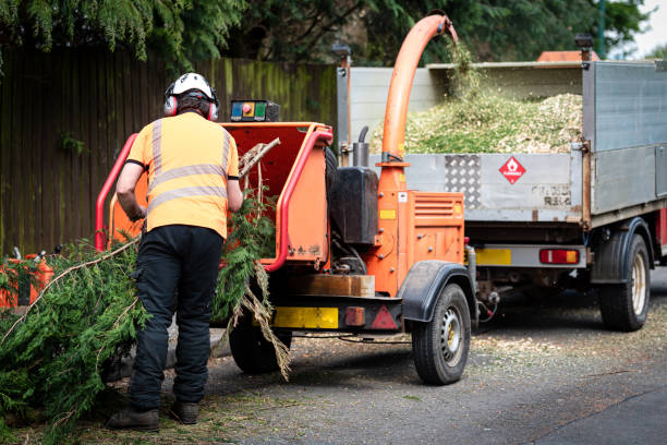 The Steps Involved in Our Tree Care Process in Vilonia, AR